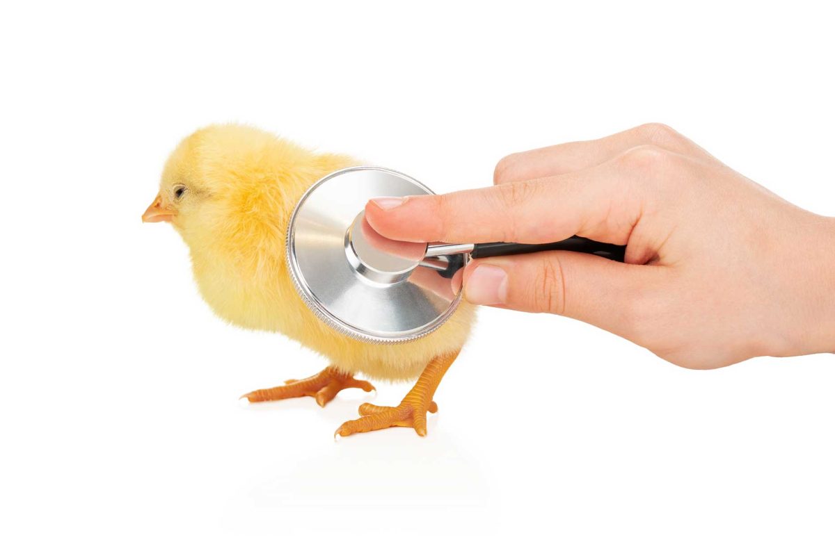 Should we believe the accusations of animal rights groups?