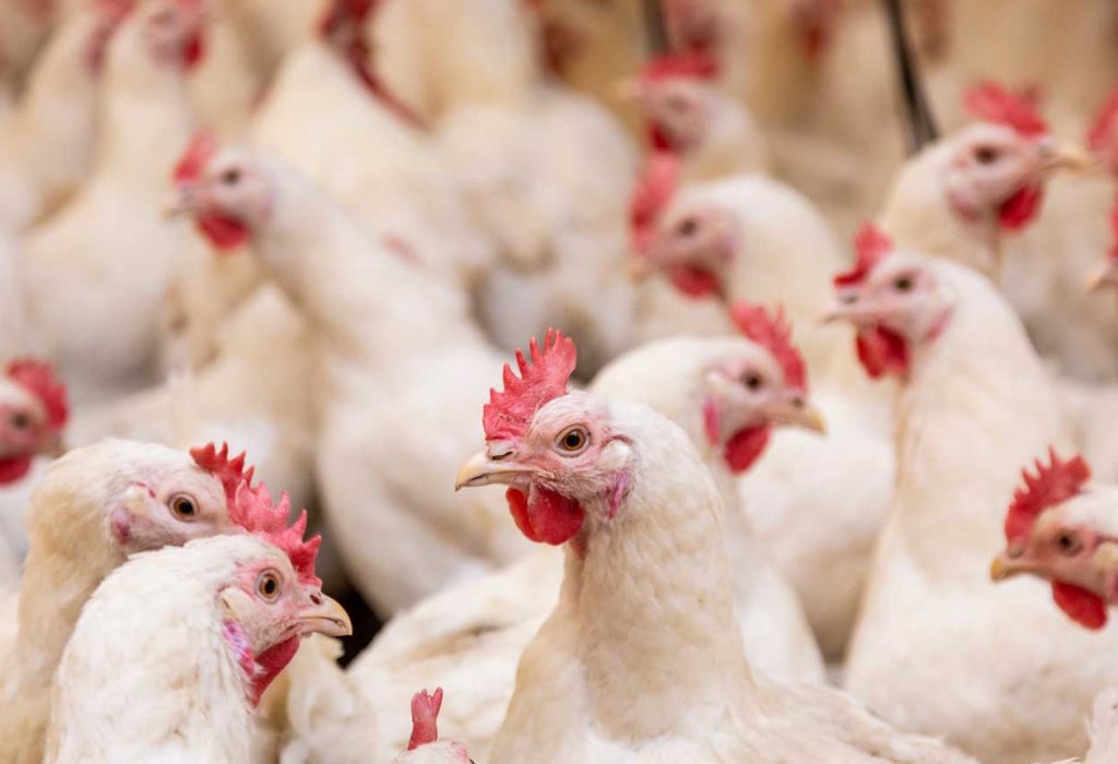 Weight and sex differences between chickens