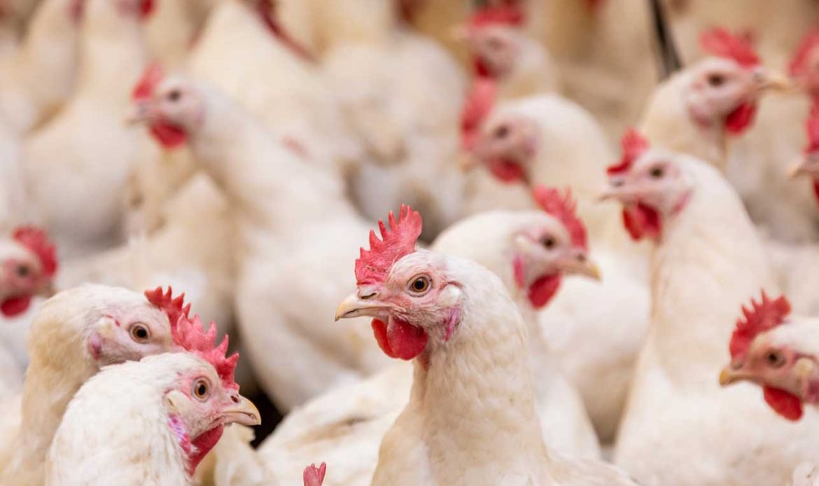 Weight and sex differences between chickens