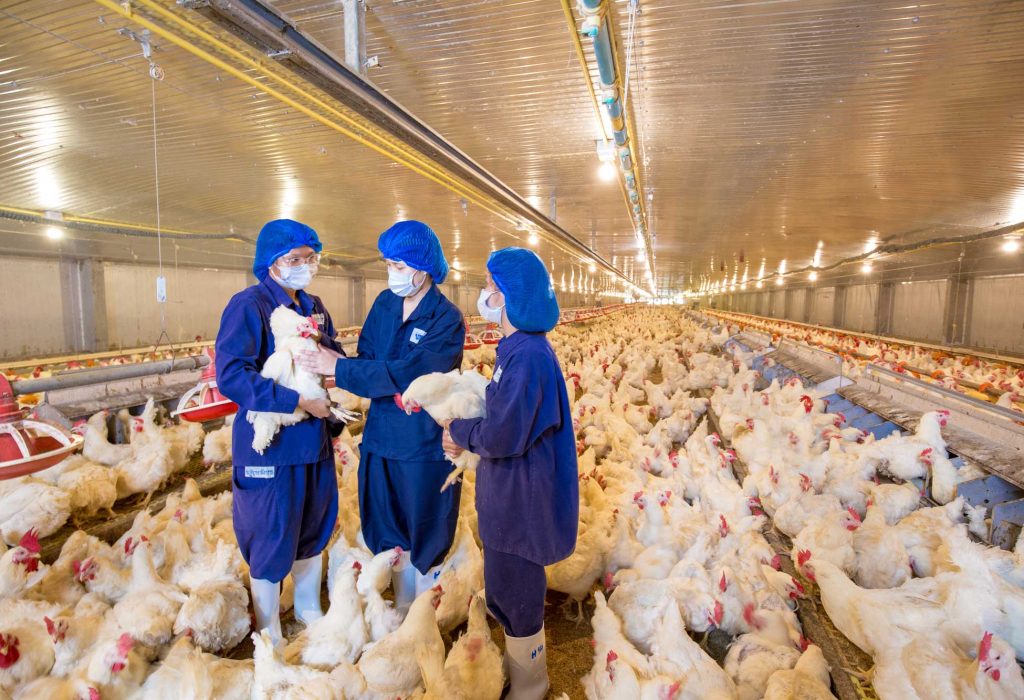 Biosecurity in poultry farming: what is the “filter zone”?