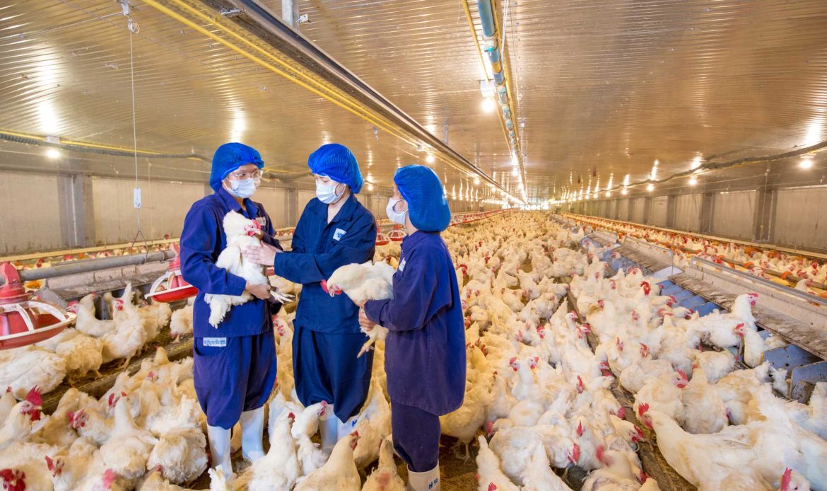 Biosecurity in poultry farming: what is the “filter zone”?