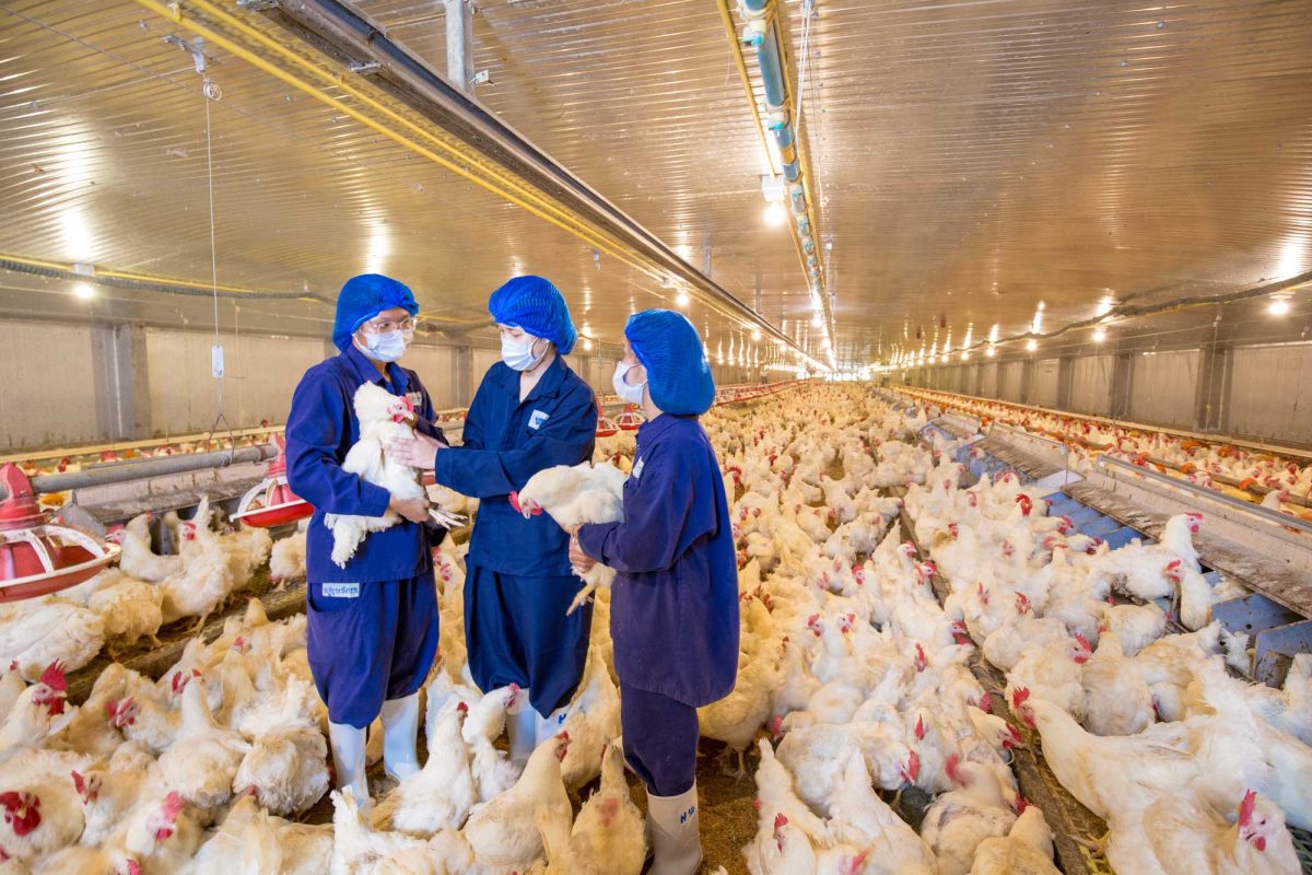 Biosecurity in poultry farming: what is the “filter zone”?
