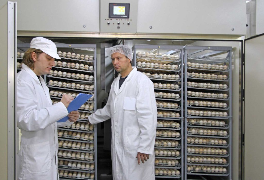 Do the eggs arrive clean at the hatcheries?