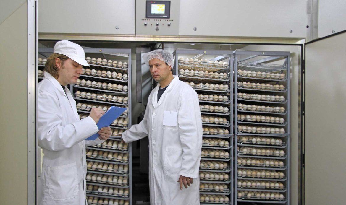 Do the eggs arrive clean at the hatcheries?