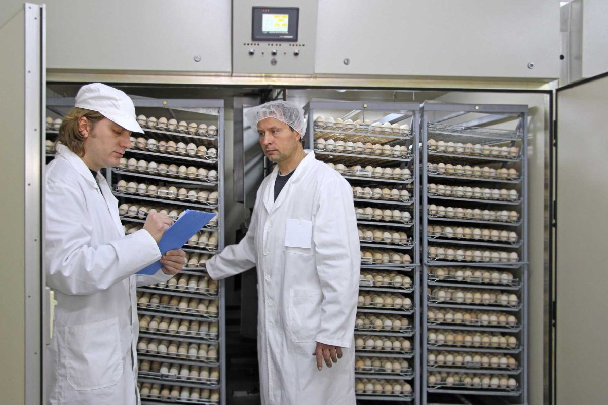 Do the eggs arrive clean at the hatcheries?