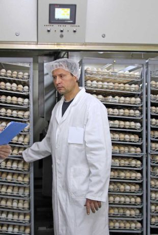 Do the eggs arrive clean at the hatcheries?