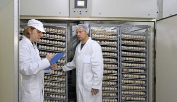 Do the eggs arrive clean at the hatcheries?