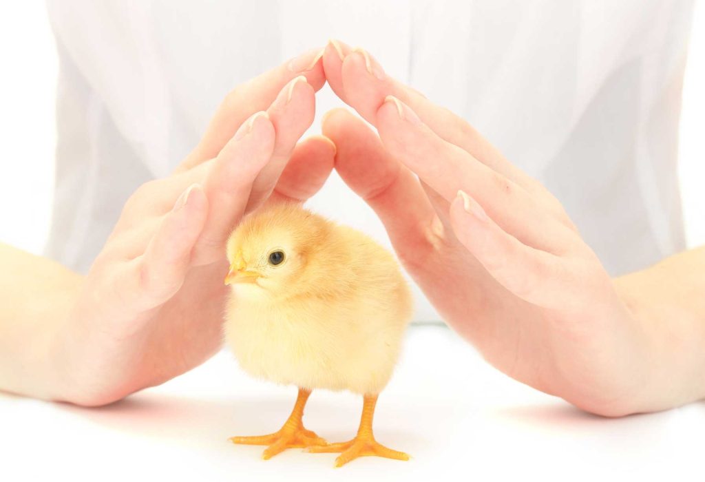 The poultry sector: quantity, mortality and contexts compared