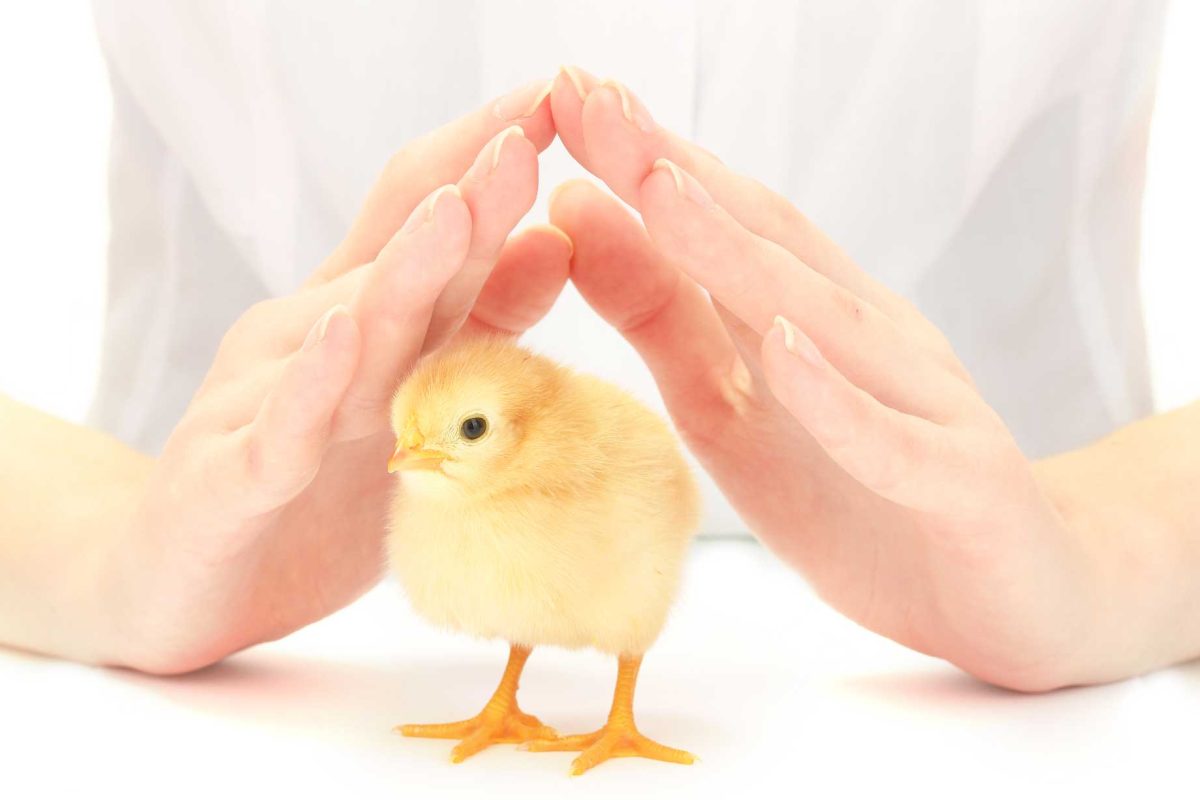 The poultry sector: quantity, mortality and contexts compared