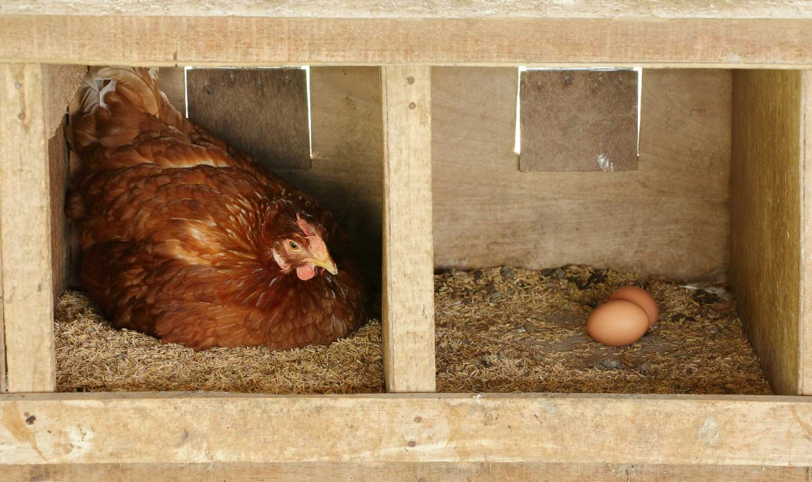 What came first, the chicken or the egg?