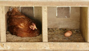 What came first, the chicken or the egg?