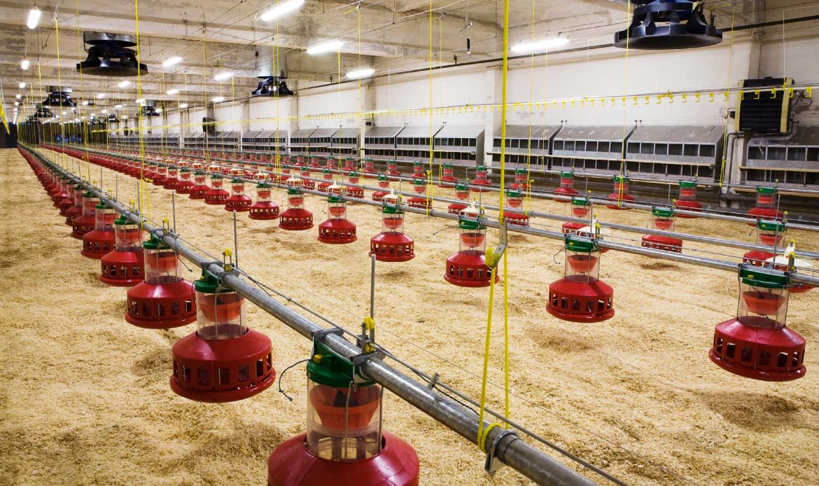 Fake news is an earthquake the magnitude of which the poultry sector does not grasp