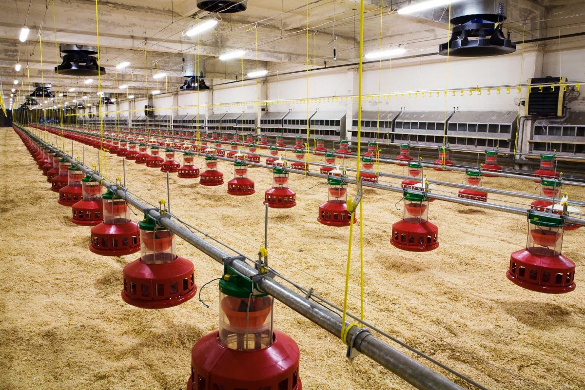 Fake news is an earthquake the magnitude of which the poultry sector does not grasp