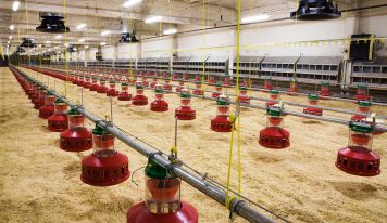 Fake news is an earthquake the magnitude of which the poultry sector does not grasp