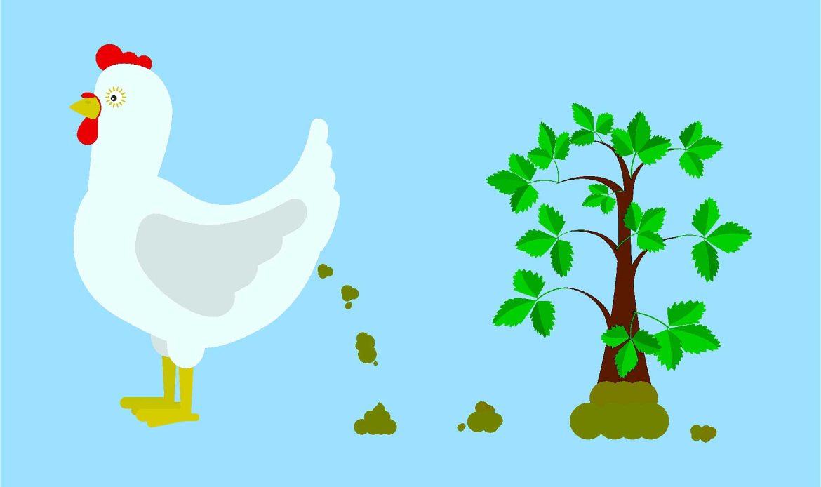 Poultry manure (chicken droppings) for the circular economy and soil nutrition