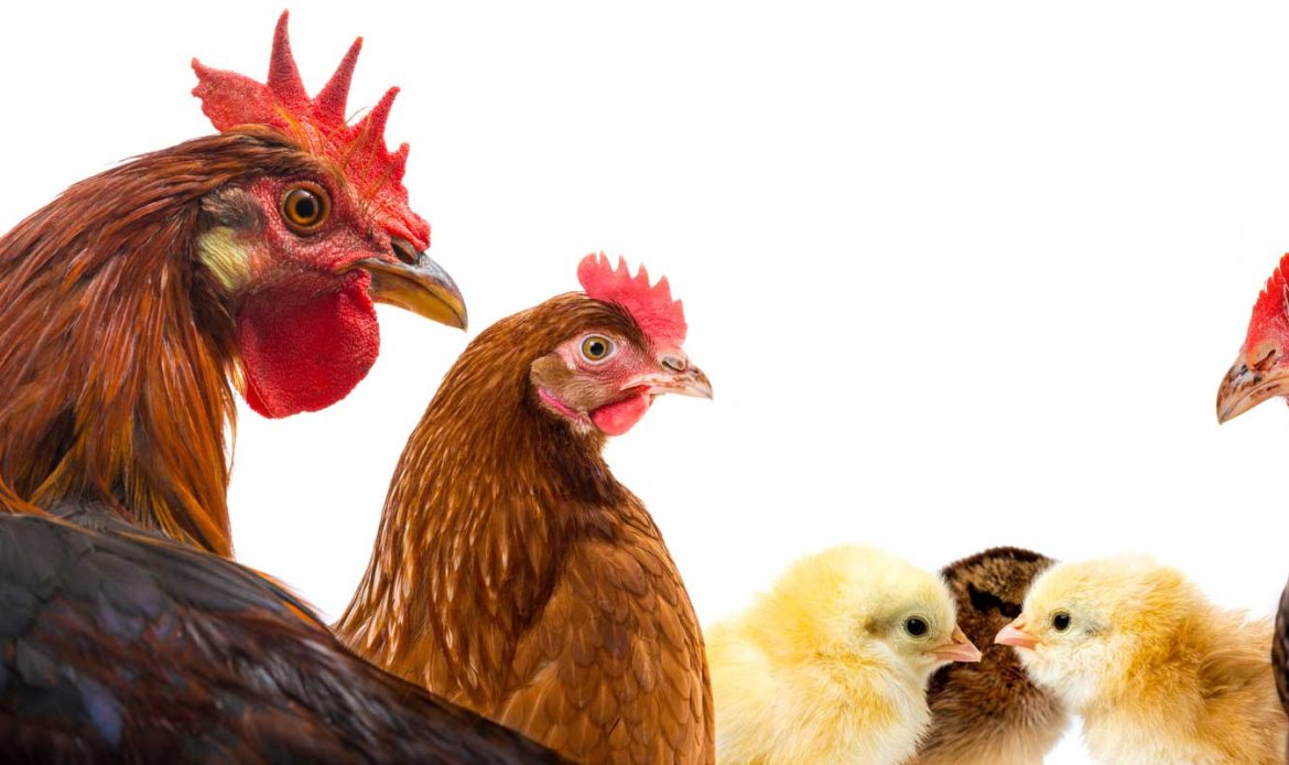 Is free-range or protected chickens better?