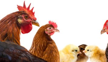 Is free-range or protected chickens better?