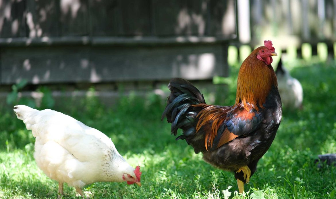 For those who want to make their own chickens and eggs