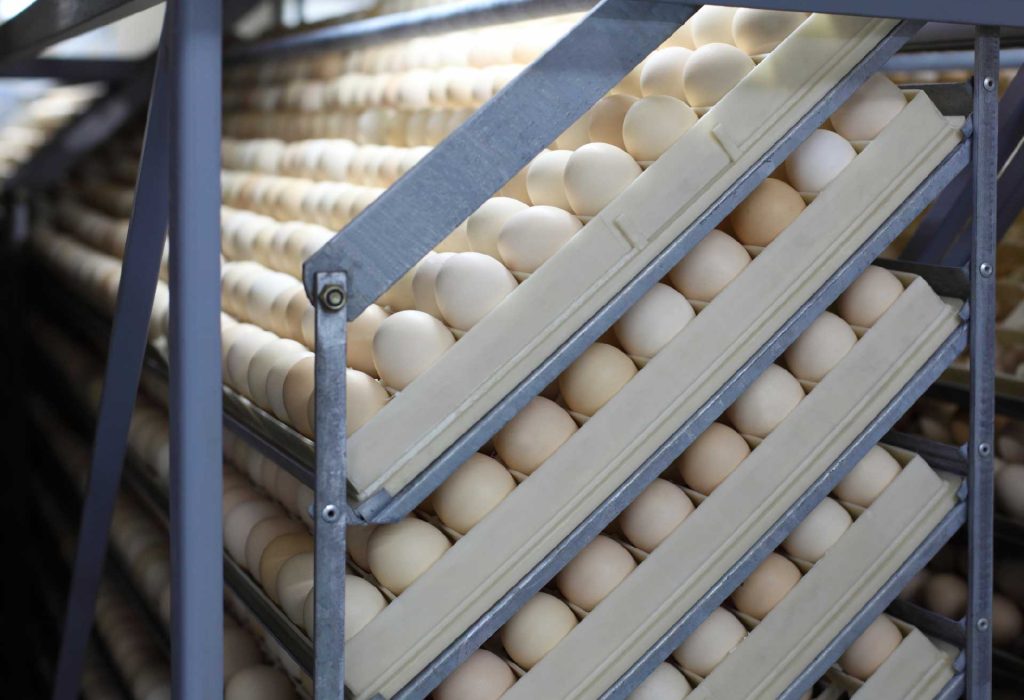 Poultry Hatcheries around the world: why are they important?