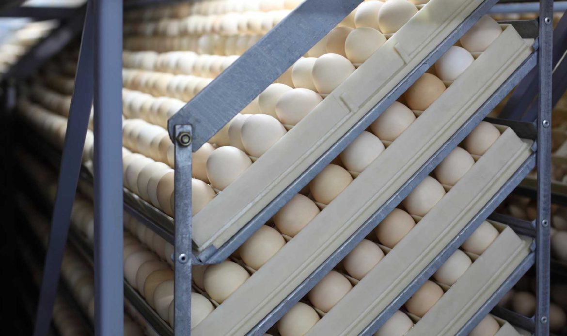Poultry Hatcheries around the world: why are they important?
