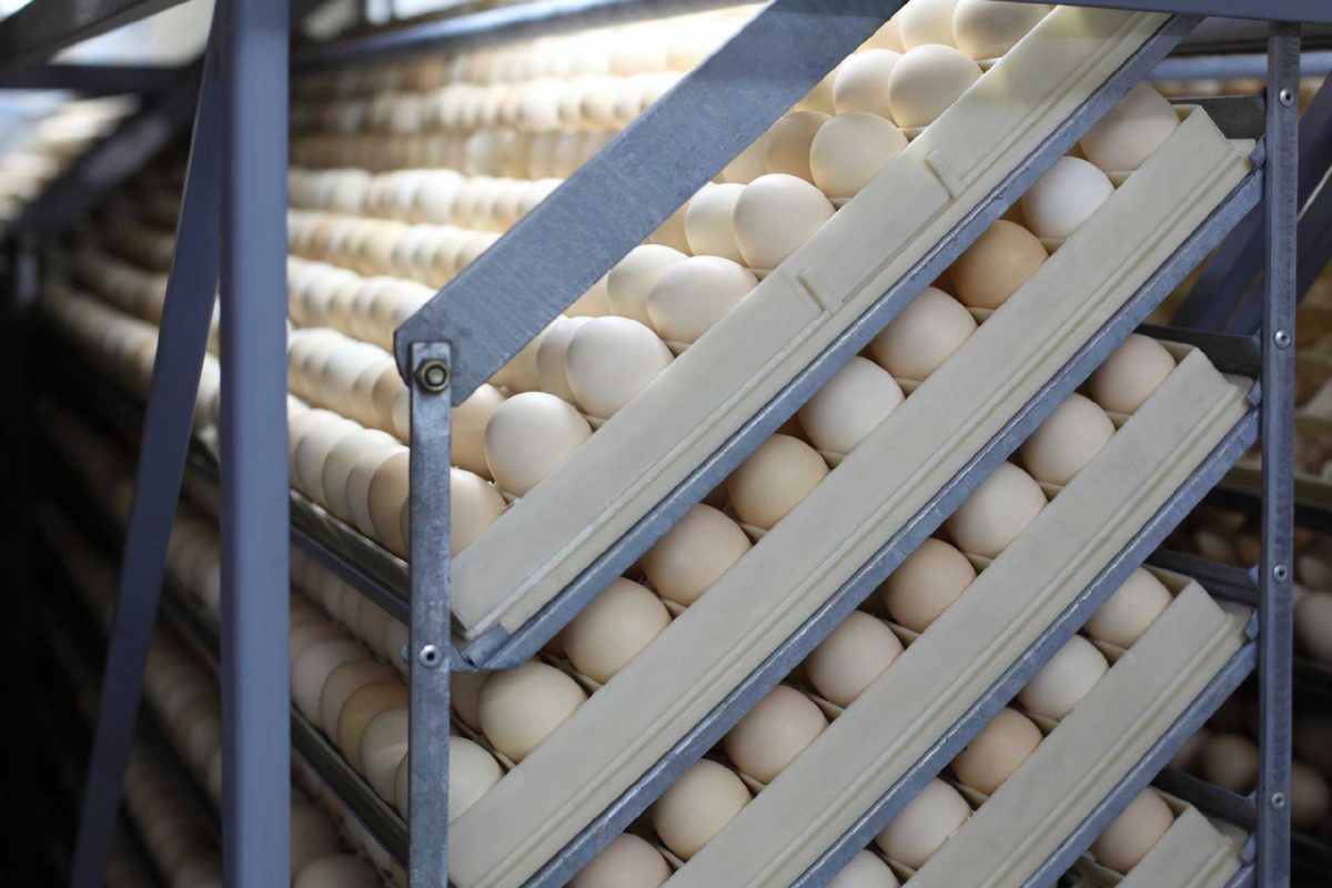 Poultry Hatcheries around the world: why are they important?