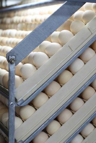 Poultry Hatcheries around the world: why are they important?