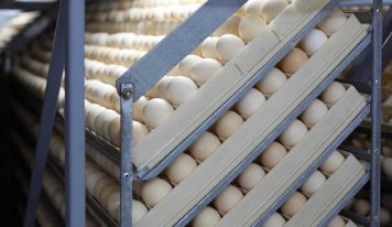 Poultry Hatcheries around the world: why are they important?
