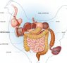 Poultry gut health