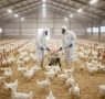 Avian Influenza Preparedness