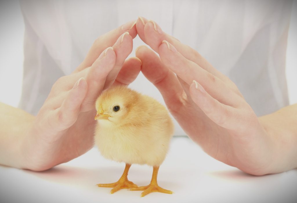 Why chicken welfare isn’t a detail: it’s the foundation of food safety