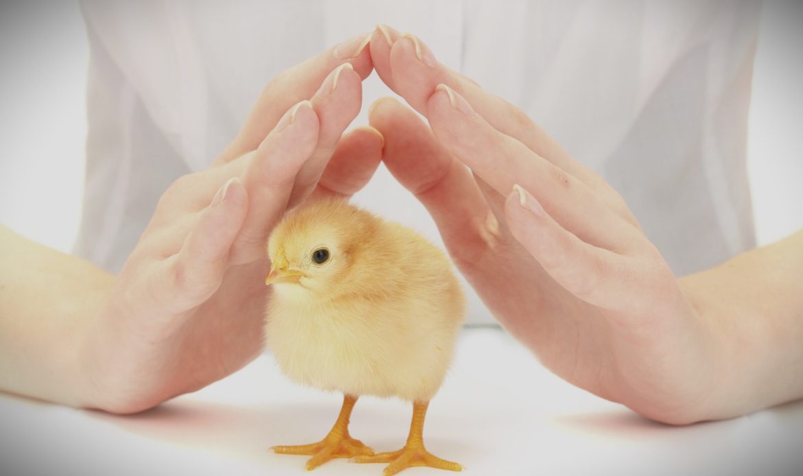 Why chicken welfare isn’t a detail: it’s the foundation of food safety