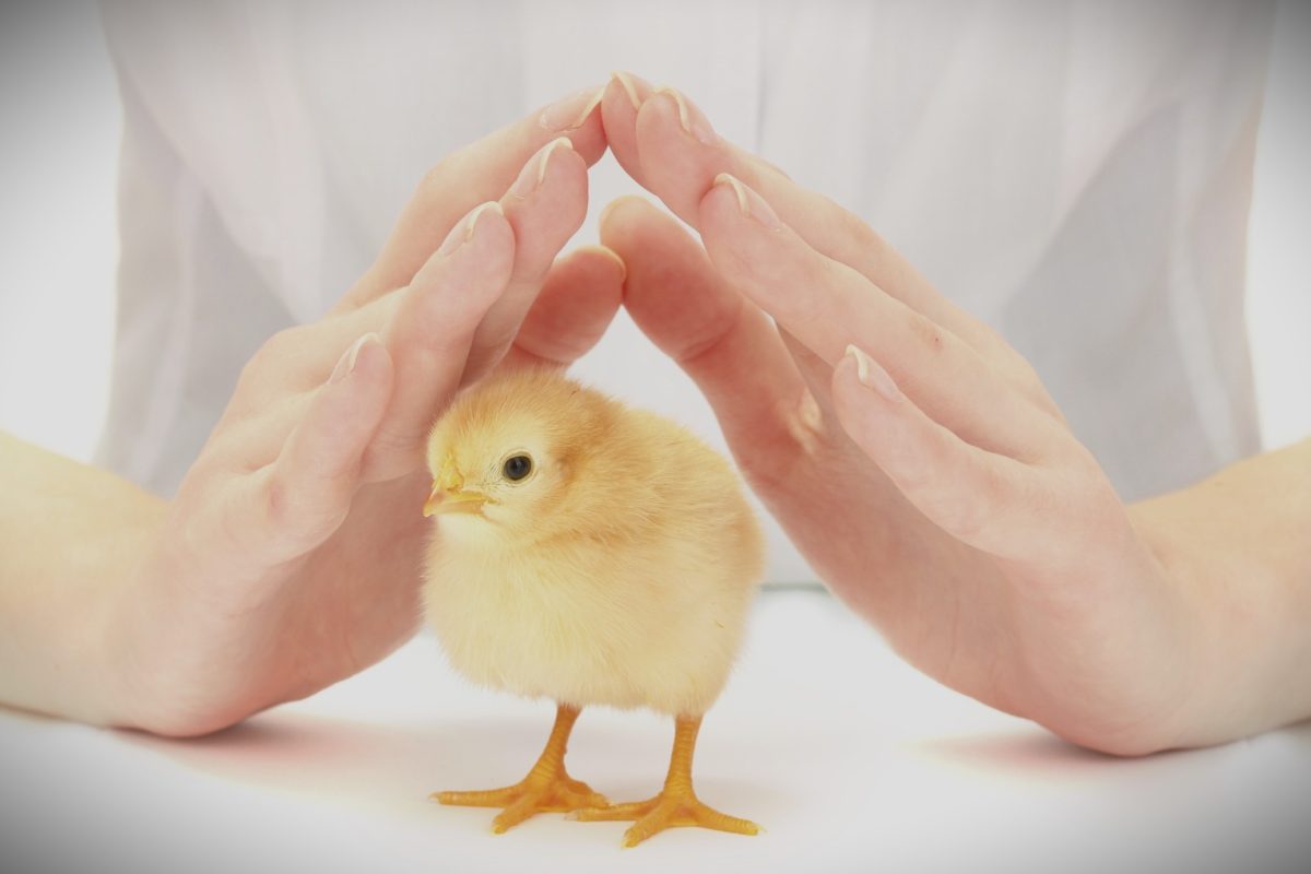 Why chicken welfare isn’t a detail: it’s the foundation of food safety
