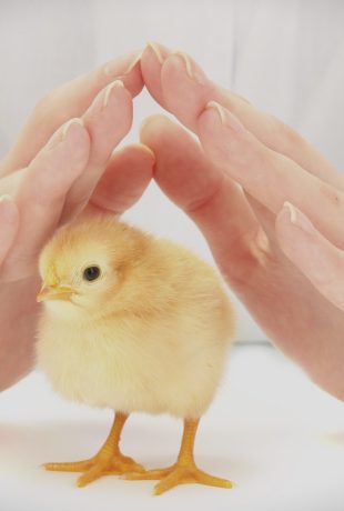 Why chicken welfare isn’t a detail: it’s the foundation of food safety
