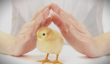 Why chicken welfare isn’t a detail: it’s the foundation of food safety