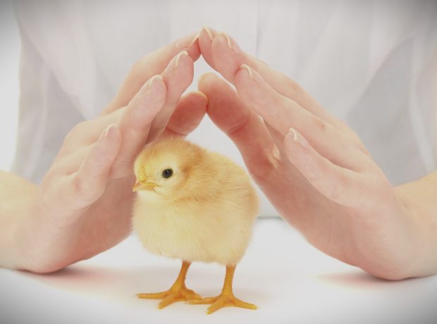 Why chicken welfare isn’t a detail: it’s the foundation of food safety