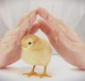 Why chicken welfare isn’t a detail: it’s the foundation of food safety