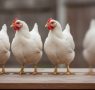 Growth in poultry meat demand: why we should read a potentially misleading signal with caution