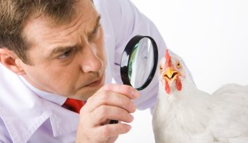 Food Safety: the problem is not finding someone to blame