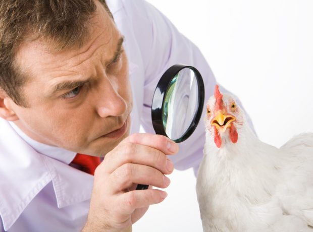 Food Safety: the problem is not finding someone to blame