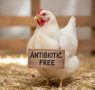 Antibiotics in chicken: what consumers need to know and what the industry must finally say