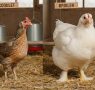 What kind of chickens are cockerels?